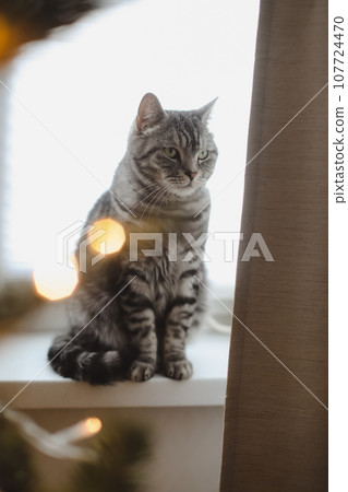 Happy New Year and Merry Christmas concept. Cute cat sitting by christmas tree. Pet and winter holidays. Adorable tabby cat near decorated tree in festive cozy room.  107724470