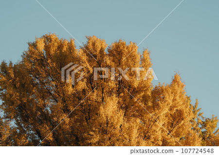 I photographed a row of ginkgo trees with yellow leaves against a blue sky. I photographed a row of ginkgo trees with yellow leaves against a blue sky. 107724548