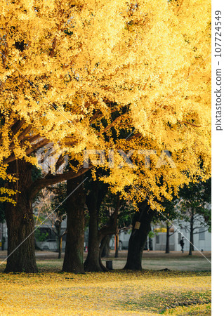 Ginkgo biloba turned yellow Ginkgo biloba turned yellow 107724549