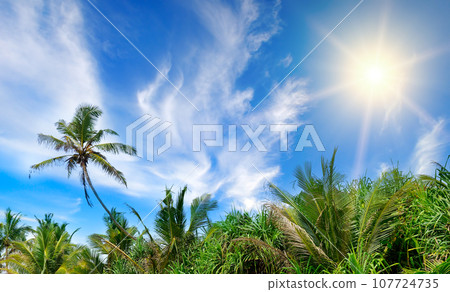 Coconut palms against the background of the sky and sun. 107724735