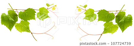 Grape leaves isolated on white. Collage. Free space for text. Wide photo. 107724739