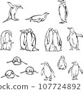 penguin, bird, chick, portrait, image, fauna, various poses, wildlife, white, black, vector 107724892