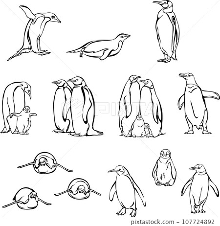 penguin, bird, chick, portrait, image, fauna, various poses, wildlife, white, black, vector penguin, bird, chick, portrait, image, fauna, various poses, wildlife, white, black, vector 107724892