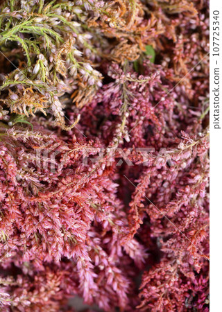 Dried amaranth flowers. Branches flowers and leaves of red and yellow amaranth. Herbarium. 107725340