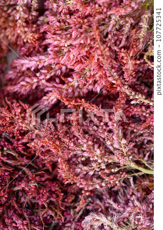 Dried amaranth flowers. Branches flowers and leaves of red and yellow amaranth. Herbarium. 107725341