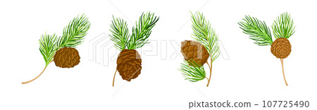Cedar Branch with Evergreen Needle-like Leaves and Barrel-shaped Brown Seed Cones Vector Set 107725490