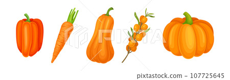 Fresh Orange Organic Fruit and Garden Cultivar Vector Set 107725645