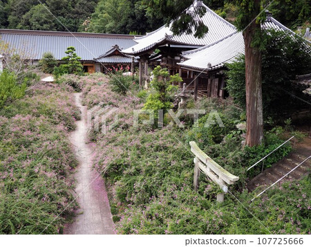 使用雙桿三腳架進行高空拍攝的萩寺和西明寺三葉草[香川縣高松市鹽江町] 2023年3月 107725666