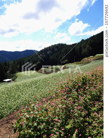 Shimagamine buckwheat field [Kawahigashi, Manno-cho, Nakatado-gun, Kagawa Prefecture] 4 107726692