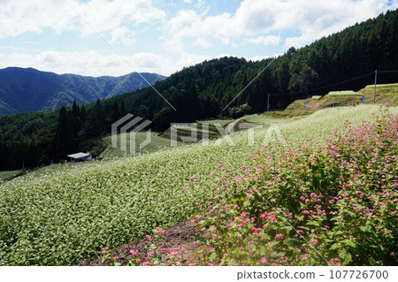 Shimagamine buckwheat field [Kawahigashi, Manno-cho, Nakatado-gun, Kagawa Prefecture] 5 107726700