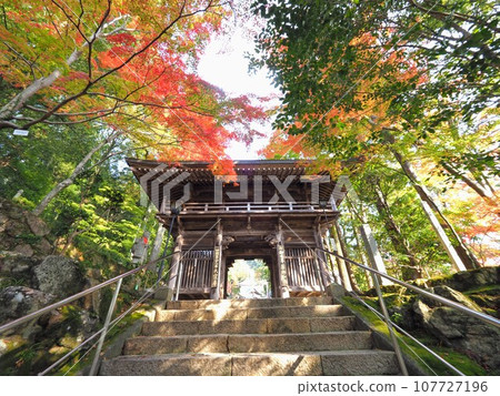Autumn leaves at Okuboji Temple [Sanuki City, Kagawa Prefecture] 2022-2 107727196