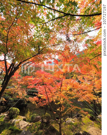 Autumn leaves at Okuboji Temple [Sanuki City, Kagawa Prefecture] 2022-1 107727197
