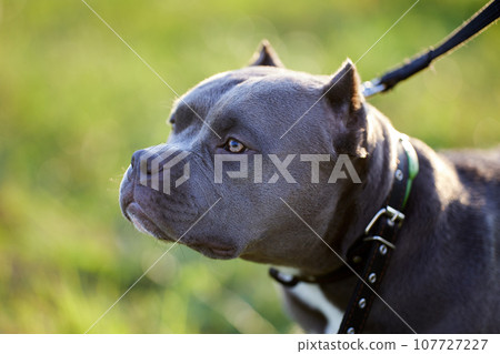 Close-up of an American Bully head and face against blurred green background while walking, shot with shallow depth of field. 107727227