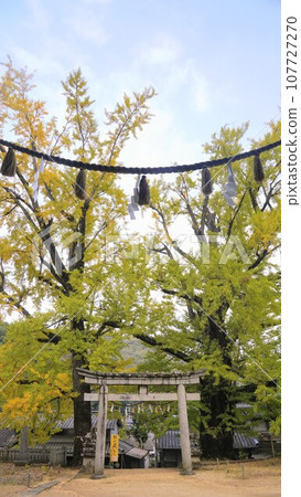 岩部八幡神社的銀杏2022【香川縣高松市鹽江町】2 107727270