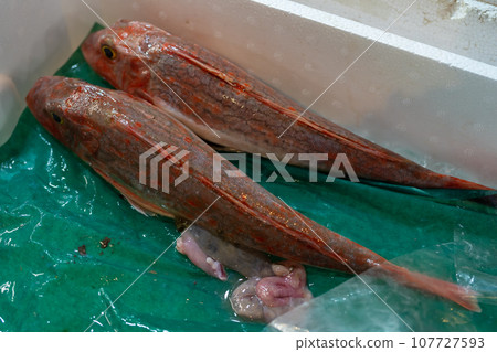 Gurnard Gurnard Fresh Fish Market 107727593