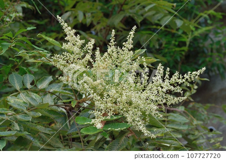 漆樹花 漆樹花 107727720