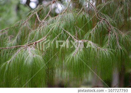 Unnan pine leaf pattern 107727793