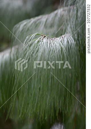 Unnan pine leaf pattern 107727832