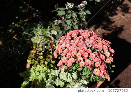 Autumn flower mammoth planting 107727983