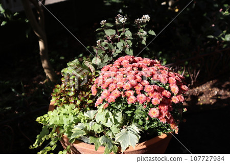 Autumn flower mammoth planting 107727984