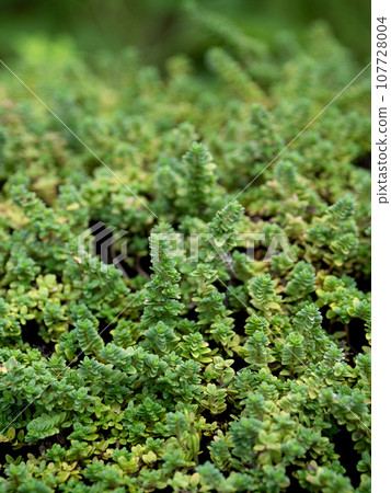 Ibuki muskou Ibuki muskou 107728004