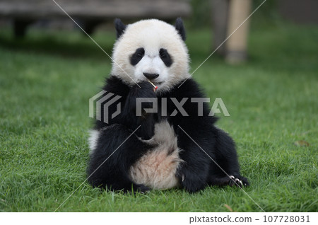 Yuhama eating a snack deliciously 107728031