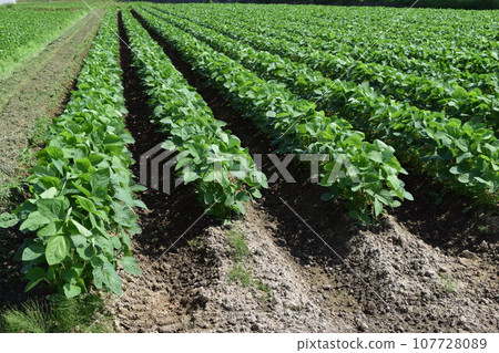 Soybean field Shonai, Yamagata Prefecture 107728089