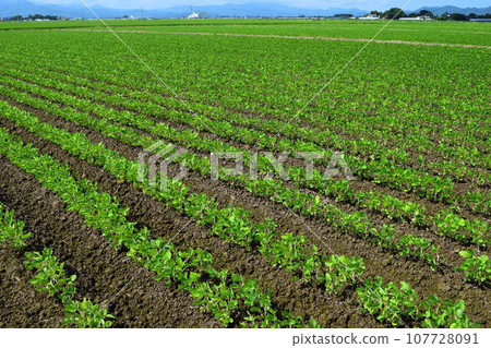 Soybean field Shonai, Yamagata Prefecture 107728091