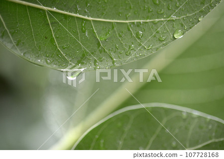 leaf drops water droplets leaf drops water droplets 107728168