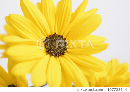 Welcome sunflower 107728544