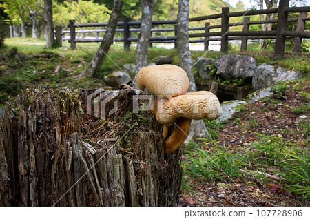 big mushroom growing on a stump big mushroom growing on a stump 107728906