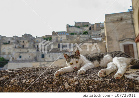 matera cat matera cat 107729011