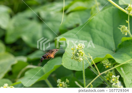 Houjaku sucking nectar from flowers 107729304