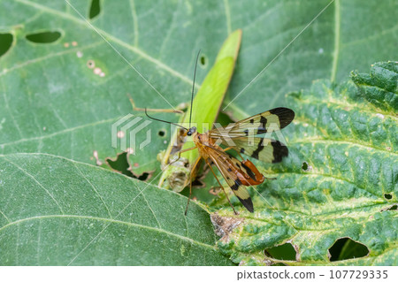 捕食蚱蜢的甲蟲 捕食蚱蜢的甲蟲 107729335