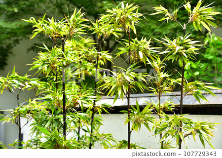 Kawara Museum in Omihachiman, Shiga Prefecture Kawara Museum in Omihachiman, Shiga Prefecture 107729343