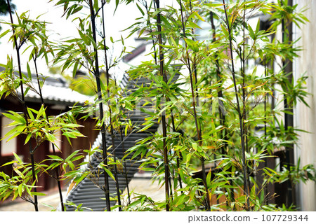 Kawara Museum in Omihachiman, Shiga Prefecture Kawara Museum in Omihachiman, Shiga Prefecture 107729344