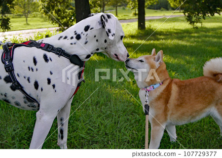 Shiba Inu Shiba Inu 107729377