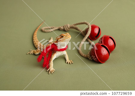 Bearded dragon, pogona vitticeps, isolated on green background, Tiger Pattern Morphs. Professional studio macro photography. Red New Year's scarf. New Year card. New Year's red three bells Bearded dragon, pogona vitticeps, isolated on green background, Tiger Pattern Morphs. Professional studio macro photography. Red New Year's scarf. New Year card. New Year's red three bells 107729659