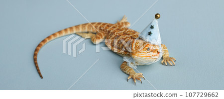 Bearded dragon, pogona vitticeps, isolated on blue background, Tiger Pattern Morphs. Professional studio macro photography on isolated. Dragon in a New Year's blue cap. New Year card. Banner. Bearded dragon, pogona vitticeps, isolated on blue background, Tiger Pattern Morphs. Professional studio macro photography on isolated. Dragon in a New Year's blue cap. New Year card. Banner. 107729662
