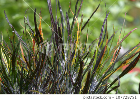 葉紋自然造型 107729751