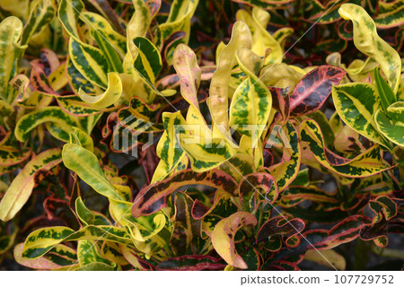 葉紋自然造型 葉紋自然造型 107729752