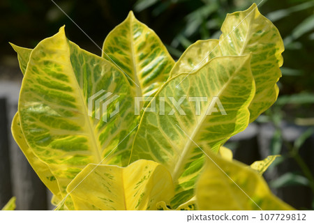 Leaf pattern Natural modeling Leaf pattern Natural modeling 107729812