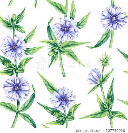 Watercolor seamless pattern with chicory on a white background Watercolor seamless pattern with chicory on a white background 107730038