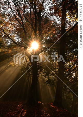 黑井城遺址的秋葉 107730051