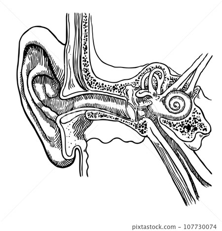 Anatomy of the human ear Anatomy of the human ear 107730074