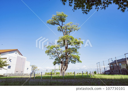 Niigata Ichiburi Sekisho Enoki Niigata Ichiburi Sekisho Enoki 107730101