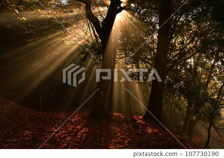Autumn leaves of Kuroi Castle ruins Autumn leaves of Kuroi Castle ruins 107730190