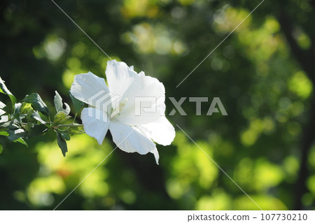 白色的禿花 白色的禿花 107730210