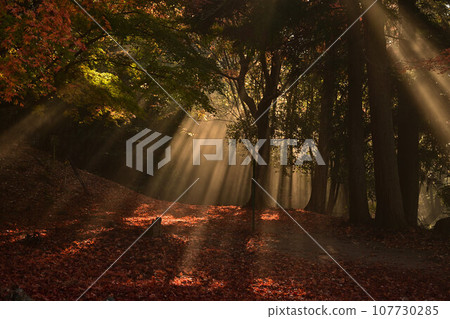 Autumn leaves of Kuroi Castle ruins Autumn leaves of Kuroi Castle ruins 107730285