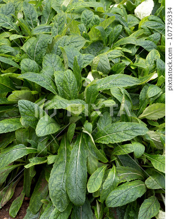 又稱亞吉歐 107730334